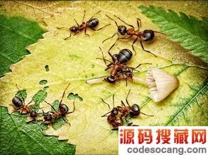 ССϹҰĸȽϺõڶͼ