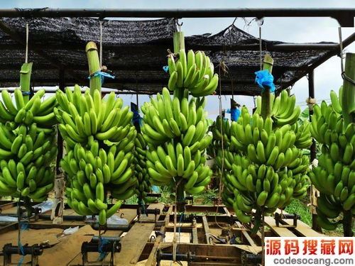 香蕉视频福利2022年9月测评介绍